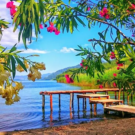 Nish Caria Дальян